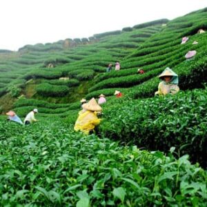2 STATES (ASSAM-MEGHALAYA) 6 NIGHTS 7 DAYS