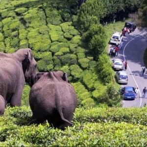 Cochin - Munnar – Thekkady – Alleppey – Kovalam - Kanykumari (08 Nights / 09 Days)